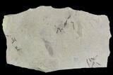 Fossil Crane Fly (Pronophlebia) Cluster- Green River Formation - #108816-1